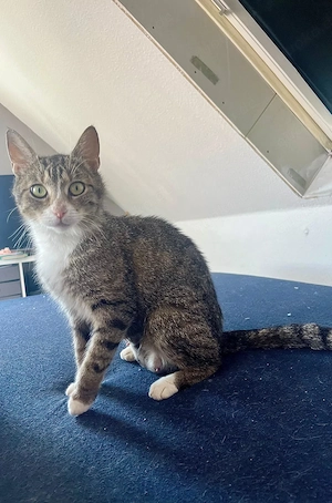 Liebe Katze sucht ein neues Zuhause
