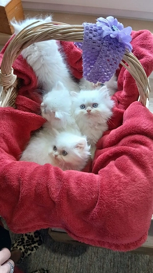  Perser Kitten 