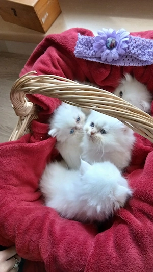  Perser Kitten geimpft, gechipt  Bild 10
