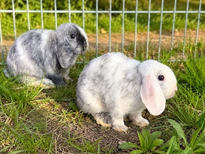 Mini Lop Zwergkaninchen, 15 Wochen, Bruder & Schwester