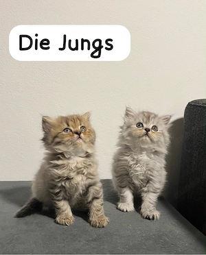 BKH BLH kitten 