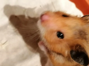 Hamster Notfellchen aus Pflegestelle sucht einen Menschen mit einem großen Herz 