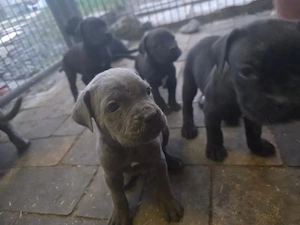 Cane Corso welpen reinrassige mit Stammbaum