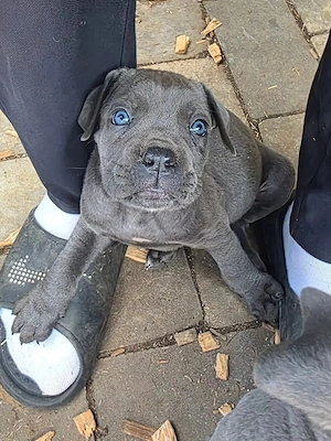 Cane Corso Welpen FCI IKU Stammbaum 