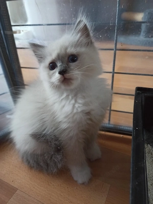 Ragdoll Kitten 