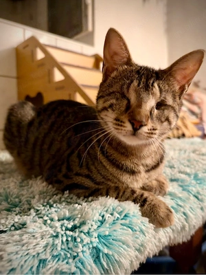 2 blinde superliebe Tigerkatzen suchen Zuhause 