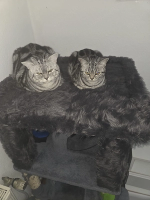 Katzenkinder (Hauskatzen)