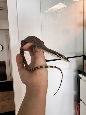 Varanus Glauerti 0.0.1
