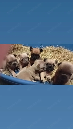 Französiche Bulldogge Welpen Freiatmend