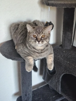 Reinrassige BKH Kitten (5 Monate)   Bube (Tabby) & Mädchen (Blau) 