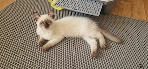 Baby katze jung 3 Monate alt 