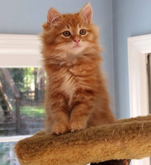 2 freundliche Maine Coon-Männchen und -Weibchen