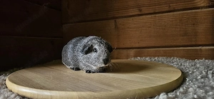Meerschweinchen - Mädchen - Kastrate - Böckchen 
