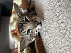 Peterbald Orientalisch Kurzhaar Katze 