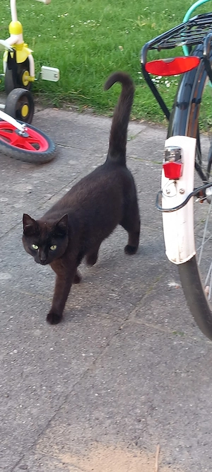 Liebevolles Zuhause für einen Streunerkater gesucht
