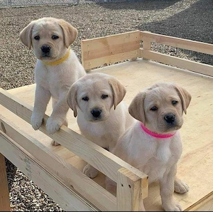 Labrador-Welpen suchen ein Zuhause