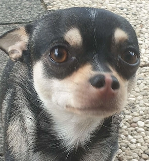 Chihuahua Rüde  4   Jahre Jung sucht ein Zuhause