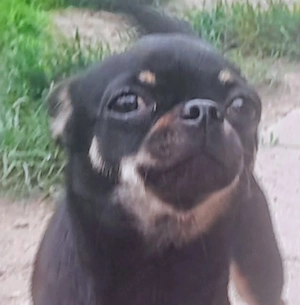 Chihuahua Hündin & Rüde 4  Jahre & 3  Jahre Jung suchen ein Zuhause