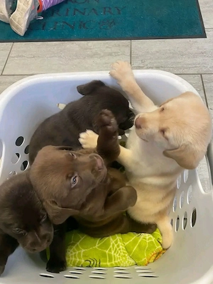 Labrador-Welpen suchen ein Zuhause
