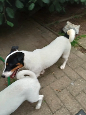 Reinrassige Jack Russel Junghunde