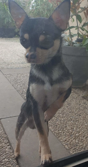 Chihuahua Rüde  3   Jahre Jung sucht ein Zuhause