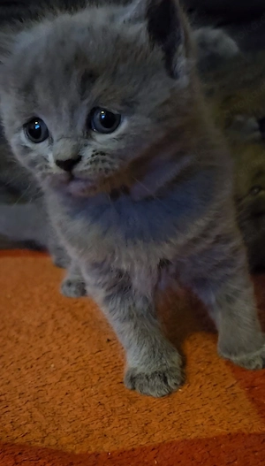 BKH Kitten reinrassig 