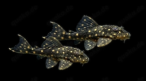 L201 Hypancistrus spec. Orinoko Engelsharnischwels