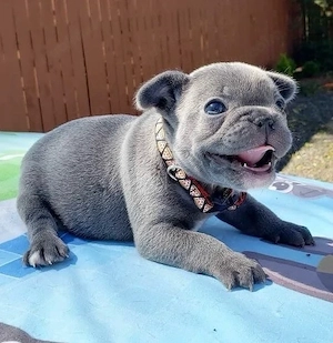 Bildschöne französische Bulldoggen,blue tan, kerngesund