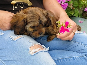 Cavalier King Charles Mischlinge 