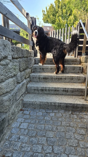 Bernersennenrüde sucht neue Familie 