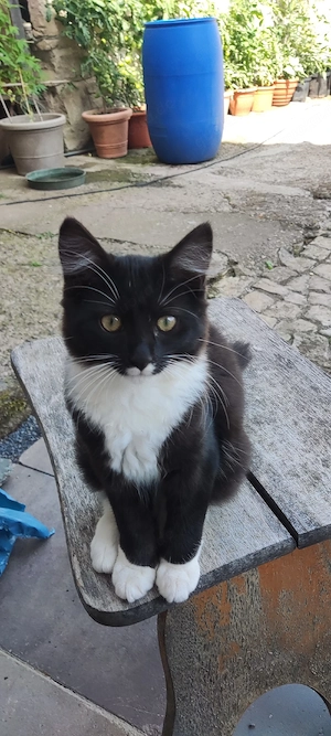 Maine Coon - EKH Kater