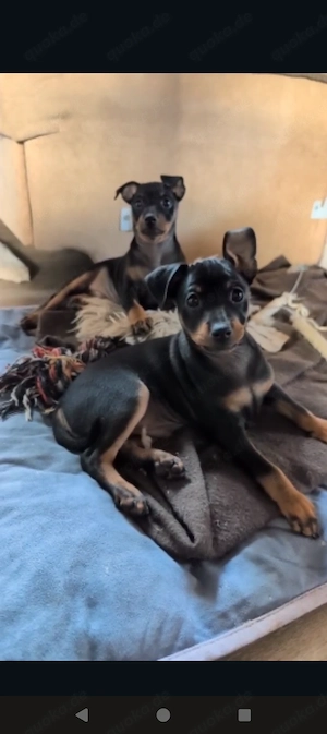  Zwergpinscher  Prager Rattler mix