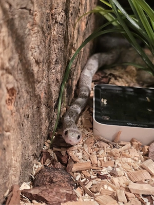 Terrarium mit Kornatter W