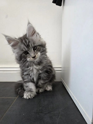 Maine coon kitten 