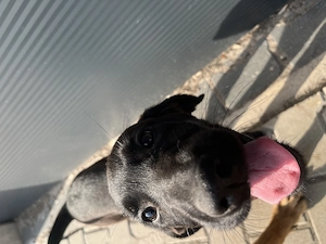  Malinois Mix Labrador Mix  Bild 4