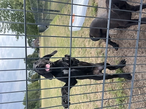  Malinois Mix Labrador Mix  Bild 9