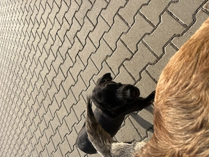  Malinois Mix Labrador Mix  Bild 5