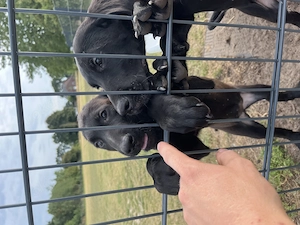  Malinois Mix Labrador Mix  Bild 6