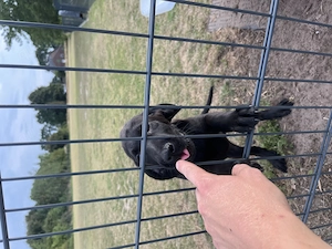  Malinois Mix Labrador Mix  Bild 8