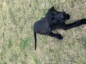  Malinois Mix Labrador Mix  Bild 10