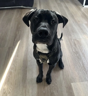 Labrador Mischling