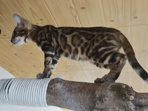 Bengalmädchen 