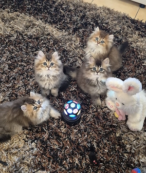 Perser Chinchilla-Babykätzchen T:0174 9810317 WhatsApp 