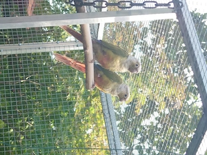 Sittiche Nymphensittiche Wellensittiche 