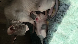 Don-Sphynx-Kitten
