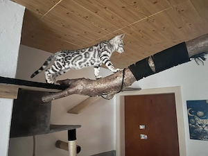 bengalmädchen 