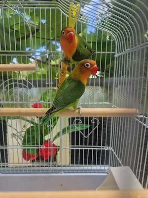 Paar Pfirsichköpfchen (Agaporniden) abzugeben   mit Herkunftsnachweis