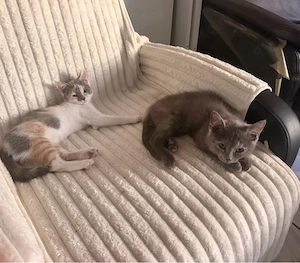 Wunderschöne BKH Katzenbays 