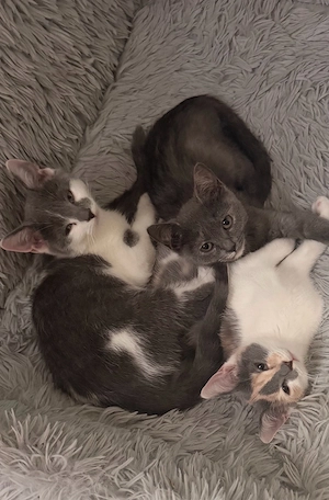 Wunderschöne BKH Katzenbays 