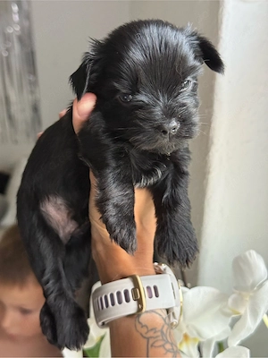 Yorkshire-Terrier-Welpe  
